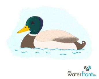 Client: Toronto Waterfront BIA - Halfsquare Designs Client: Toronto Waterfront BIA - Halfsquare Designs